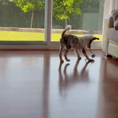 WoofyBall – Pelota Inteligente con Movimiento Automático para Mascotas